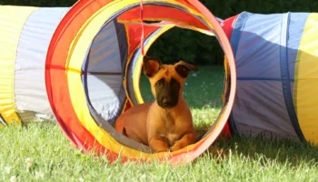 dutch shepherd - PetTrainGuide