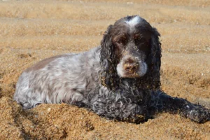 english cocker spaniel spaniel breeds - PetTrainGuide