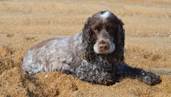 english cocker spaniel spaniel breeds - PetTrainGuide