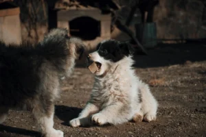 girl dog names - PetTrainGuide