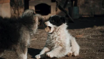 girl dog names - PetTrainGuide