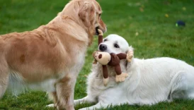 golden retriever litter for sale - PetTrainGuide