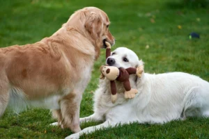golden retriever litter for sale - PetTrainGuide