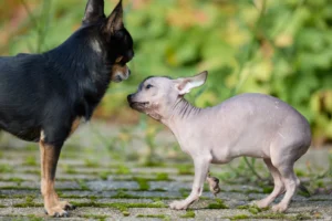 hairless dog - PetTrainGuide