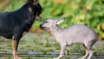 hairless dog - PetTrainGuide