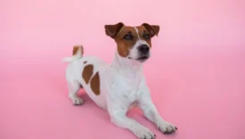 jack russell terrier jack - PetTrainGuide