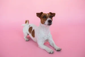 jack russell terrier jack - PetTrainGuide