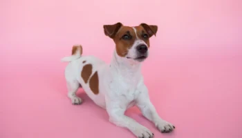 jack russell terrier jack - PetTrainGuide