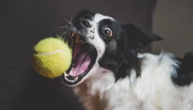 kennel cough - PetTrainGuide