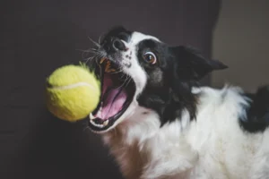 kennel cough - PetTrainGuide