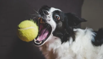 kennel cough - PetTrainGuide