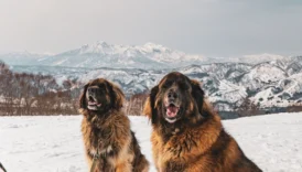 leonberger - PetTrainGuide