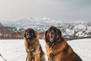 leonberger - PetTrainGuide