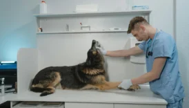 metronidazole for dogs - PetTrainGuide