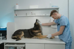 metronidazole for dogs - PetTrainGuide