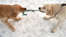 nova scotia duck tolling retriever - PetTrainGuide
