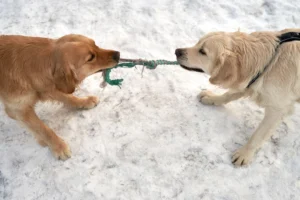 nova scotia duck tolling retriever - PetTrainGuide