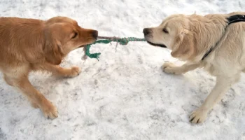nova scotia duck tolling retriever - PetTrainGuide