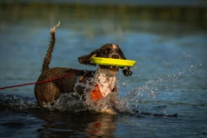 portuguese water dog - PetTrainGuide