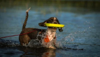 portuguese water dog - PetTrainGuide