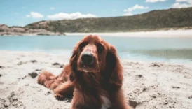 red setter irish - PetTrainGuide