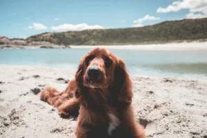 red setter irish - PetTrainGuide