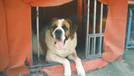 saint bernard - PetTrainGuide