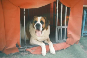saint bernard - PetTrainGuide