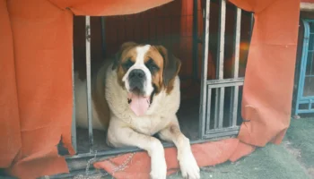 saint bernard - PetTrainGuide