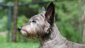 scottish terrier - PetTrainGuide