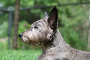 scottish terrier - PetTrainGuide