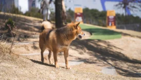 shiba inu shiba inu shiba inu - PetTrainGuide