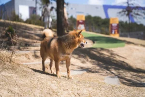 shiba inu shiba inu shiba inu - PetTrainGuide