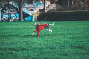 whippet whippet - PetTrainGuide