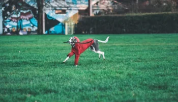 whippet whippet - PetTrainGuide