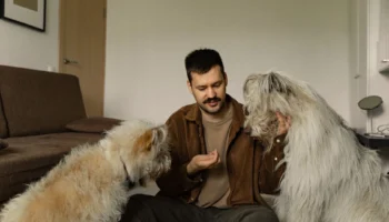 breeds of dogs and - PetTrainGuide