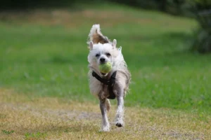 chinese crested dog dog breeds - PetTrainGuide