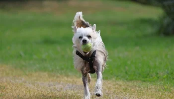 chinese crested dog dog breeds - PetTrainGuide